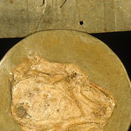Charter fragment 3