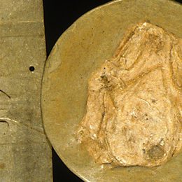 Charter fragment 1